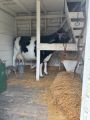 Barn - Katie Kuh